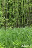 Bulrush (Typha)