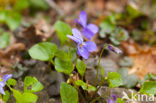 Sweet Violet (Viola odorata)