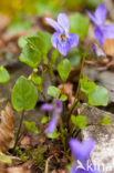 Sweet Violet (Viola odorata)