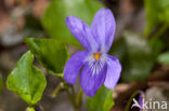 Sweet Violet (Viola odorata)