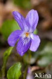 Sweet Violet (Viola odorata)