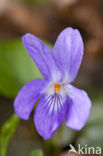 Sweet Violet (Viola odorata)