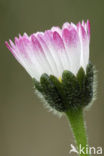 Madeliefje (Bellis perennis)