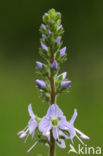 Mannetjesereprijs (Veronica officinalis)