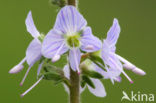 Mannetjesereprijs (Veronica officinalis)