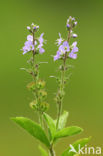 Mannetjesereprijs (Veronica officinalis)