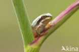 Mediterrane boomkikker (Hyla meridionalis)