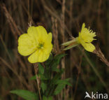 Middelste teunisbloem (Oenothera biennis)