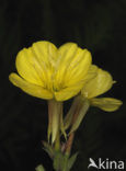 Middelste teunisbloem (Oenothera biennis)