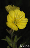 Middelste teunisbloem (Oenothera biennis)