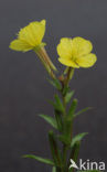 Yellow Evening Primrose (Oenothera biennis)