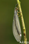 Ant-Lion (Myrmeleon formicarius)