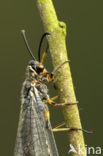 Mierenleeuw (Myrmeleon formicarius)