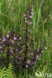 Moeraskartelblad (Pedicularis palustris) 