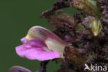 Moeraskartelblad (Pedicularis palustris) 