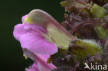 Moeraskartelblad (Pedicularis palustris) 