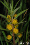 Tufted Loosestrife (Lysimachia thyrsiflora)