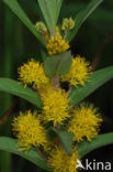 Tufted Loosestrife (Lysimachia thyrsiflora)