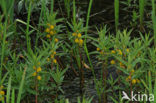 Tufted Loosestrife (Lysimachia thyrsiflora)