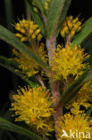 Tufted Loosestrife (Lysimachia thyrsiflora)