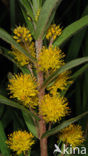 Tufted Loosestrife (Lysimachia thyrsiflora)