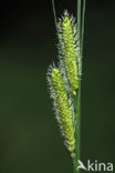 Moeraszegge (Carex acutiformis)