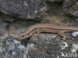 Muurhagedis (Podarcis muralis) 