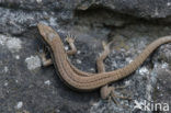 Muurhagedis (Podarcis muralis) 