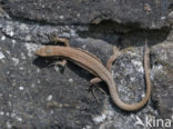 Wall Lizard (Podarcis muralis)