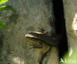 Wall Lizard (Podarcis muralis)