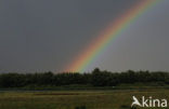 Nationaal Park de Biesbosch