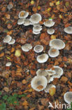 Nevelzwam (Clitocybe nebularis)