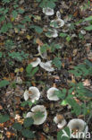 Nevelzwam (Clitocybe nebularis)