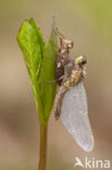 Noordse witsnuitlibel (Leucorrhinia rubicunda)