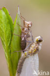 Northern White-faced darter (Leucorrhinia rubicunda)