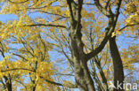 Norway Maple (Acer platanoides)