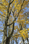 Norway Maple (Acer platanoides)