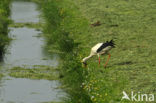 Ooievaar (Ciconia ciconia)