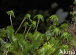 Parapluutjesmos (Marchantia polymorpha)