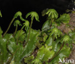 Common Liverwort (Marchantia polymorpha)