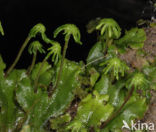 Parapluutjesmos (Marchantia polymorpha)