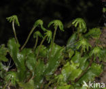 Common Liverwort (Marchantia polymorpha)