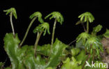 Common Liverwort (Marchantia polymorpha)