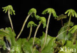 Parapluutjesmos (Marchantia polymorpha)