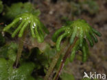 Parapluutjesmos (Marchantia polymorpha)