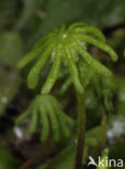 Parapluutjesmos (Marchantia polymorpha)