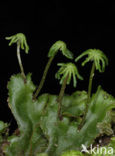 Parapluutjesmos (Marchantia polymorpha)