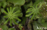 Parapluutjesmos (Marchantia polymorpha)