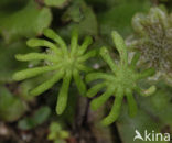 Parapluutjesmos (Marchantia polymorpha)