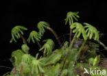 Common Liverwort (Marchantia polymorpha)